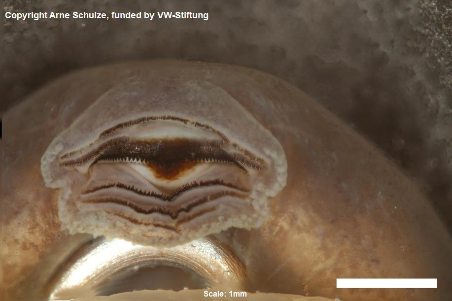 Sorry, no picture available